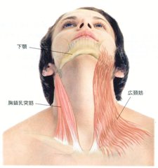 顔の筋トレ効果あった人