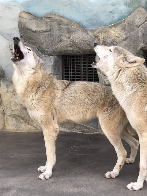 深夜のテンションでやってしまったこと