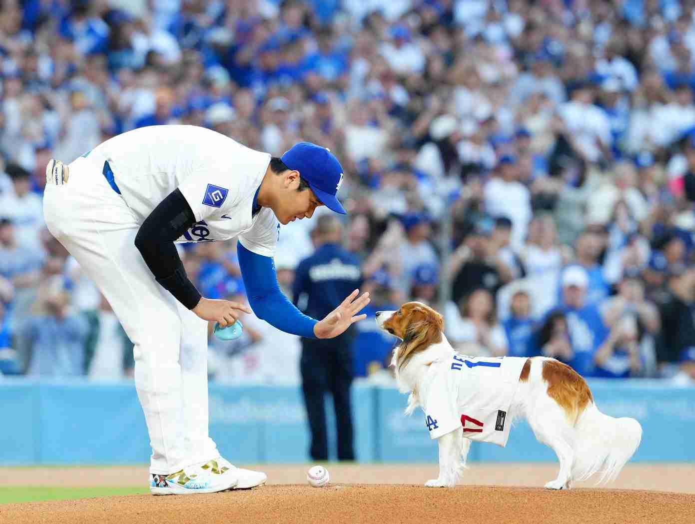 大谷翔平、MLB史上初「43本塁打－43盗塁」の快挙！2回に死球から盗塁決め“同日達成” 43号ソロでオズーナと6本差に
