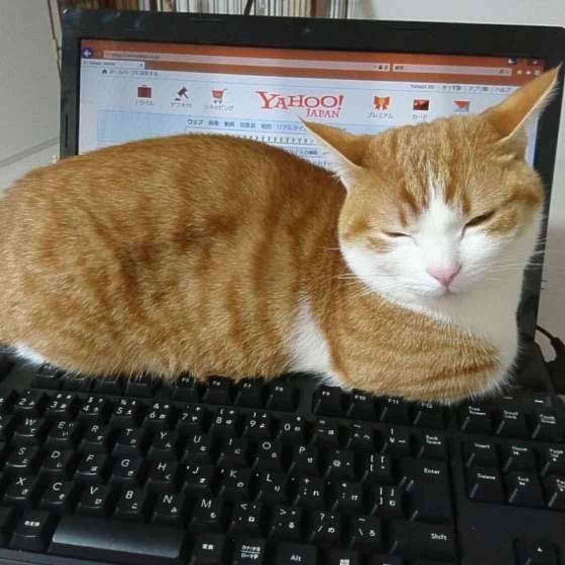色んな写り込みの画像を貼るトピ