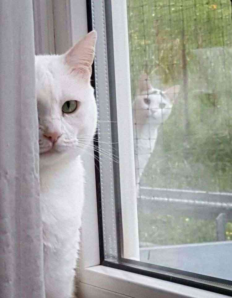 色んな写り込みの画像を貼るトピ