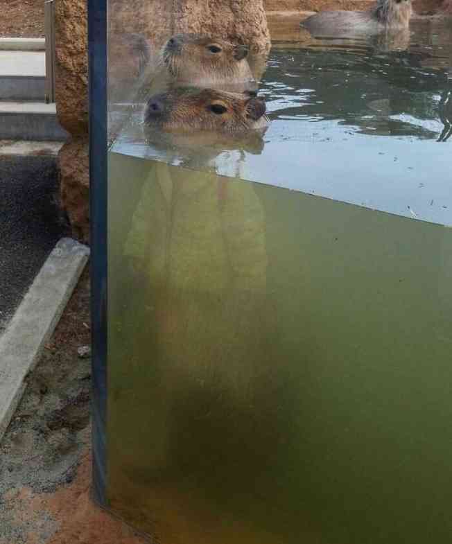色んな写り込みの画像を貼るトピ