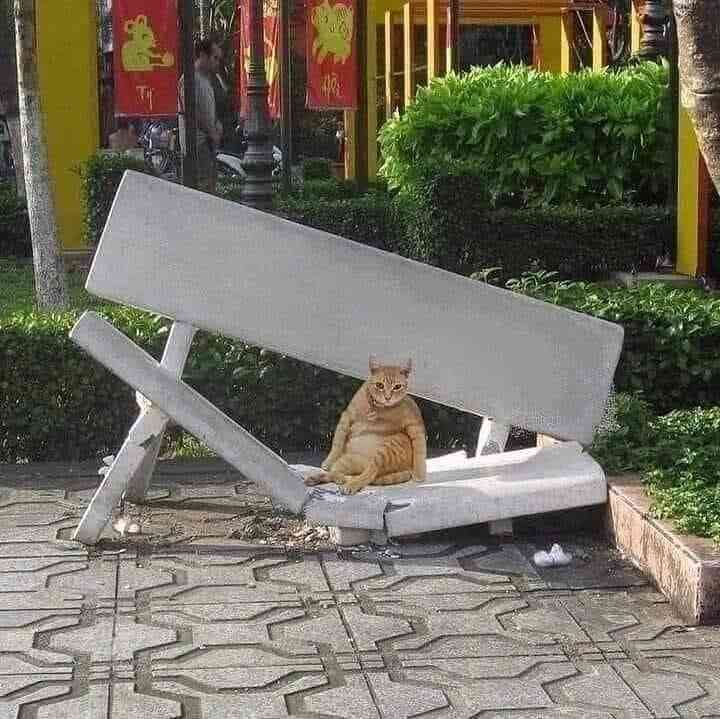 人間じゃないけど人間みたいな画像トピ