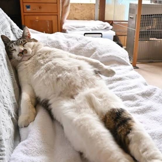人間じゃないけど人間みたいな画像トピ