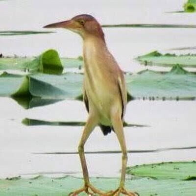 人間じゃないけど人間みたいな画像トピ