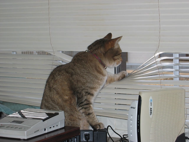 人間じゃないけど人間みたいな画像トピ