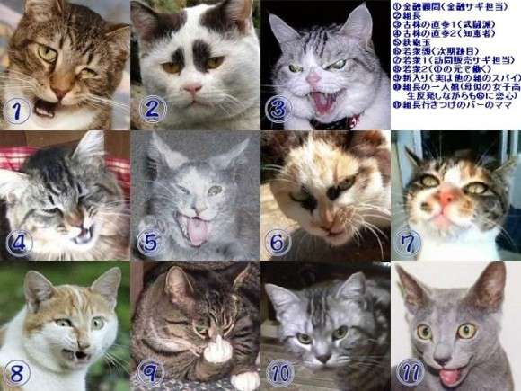 人間じゃないけど人間みたいな画像トピ