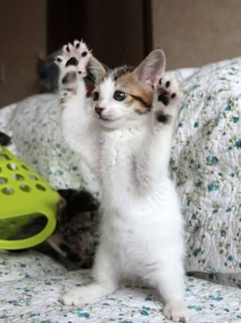 人間じゃないけど人間みたいな画像トピ