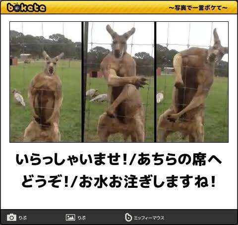 人間じゃないけど人間みたいな画像トピ