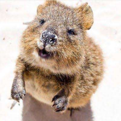 海外に推しがいる方の推し活方法
