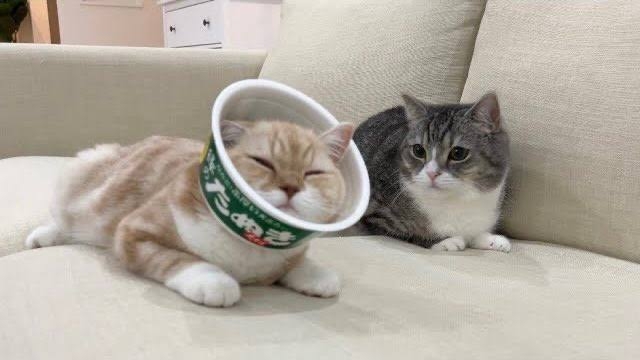 なぜ2人目前提で話してくるんですか?【選択ひとりっ子】