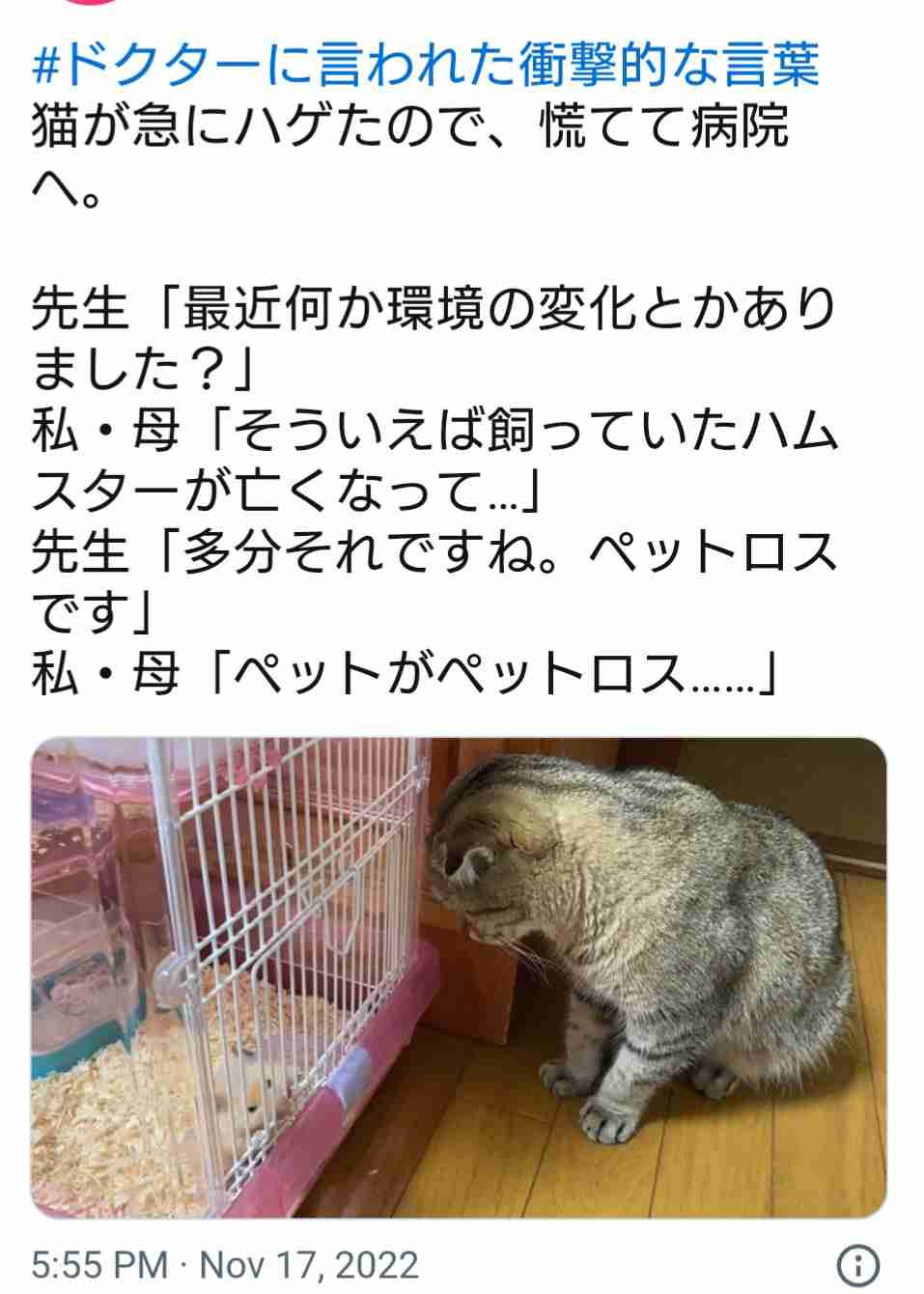 猫だって悲しい。共に暮らしていた仲間の犬や猫が死ぬと、悲しみの行動をとることが明らかに