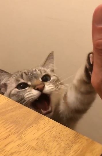 猫だって悲しい。共に暮らしていた仲間の犬や猫が死ぬと、悲しみの行動をとることが明らかに