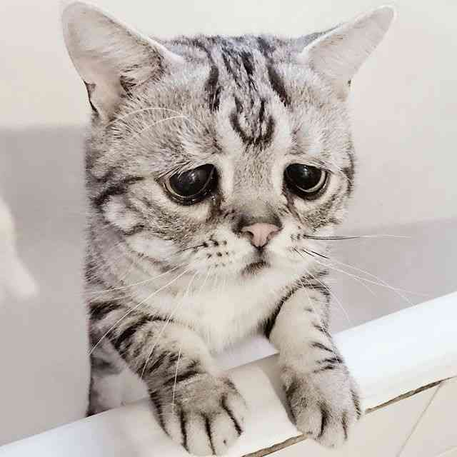 猫だって悲しい。共に暮らしていた仲間の犬や猫が死ぬと、悲しみの行動をとることが明らかに