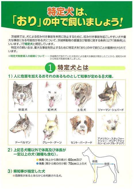 47kgの超大型犬が路上で散歩拒否、飼い主さんとの攻防戦が238万回再生 ストライキする意外な事実が判明