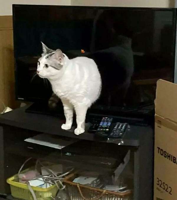 思わず二度見した画像トピ