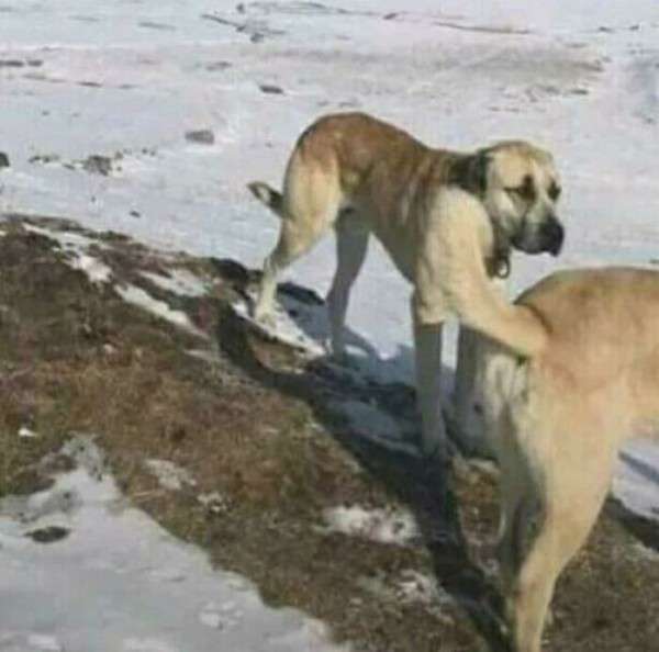 思わず二度見した画像トピ