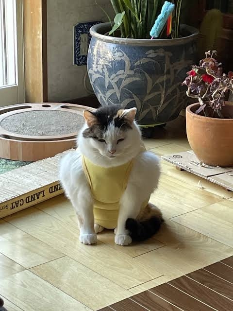 思わず二度見した画像トピ