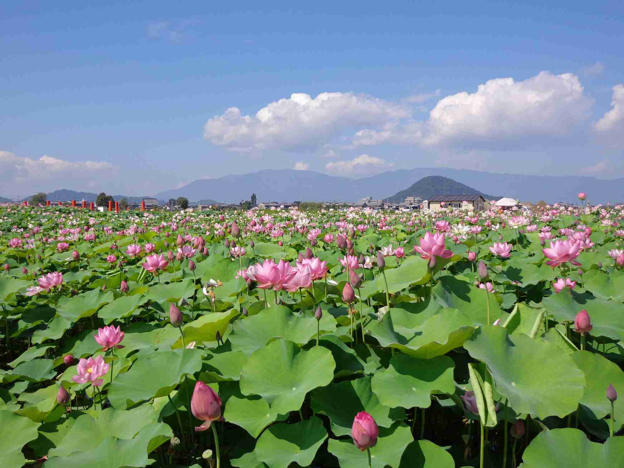 奈良の魅力教えて！