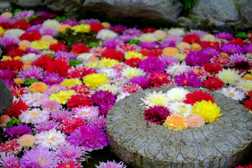 奈良の魅力教えて！