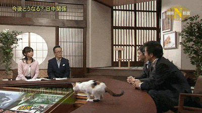 クスッと笑える画像が見たい