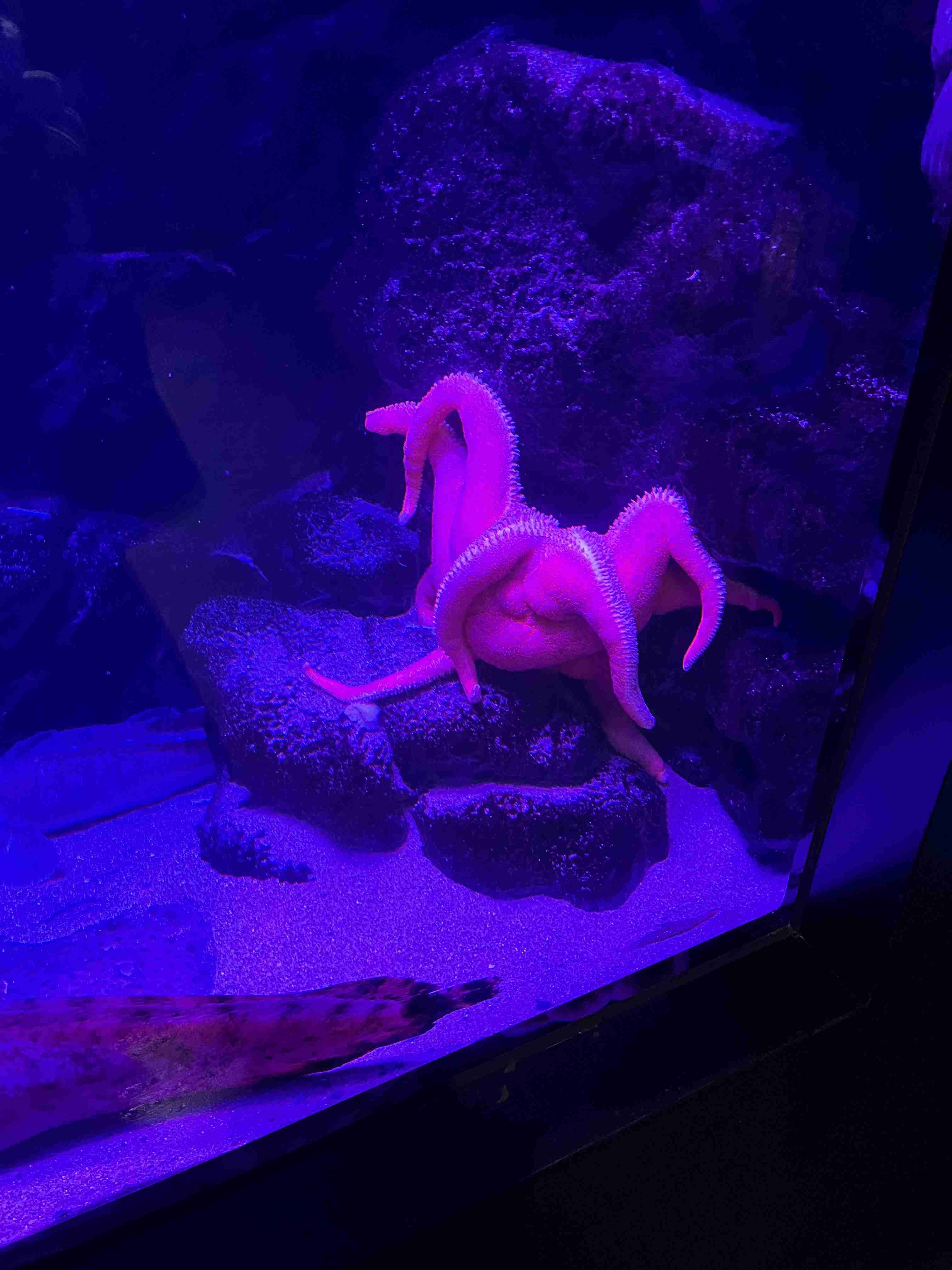 クスッと笑える画像が見たい