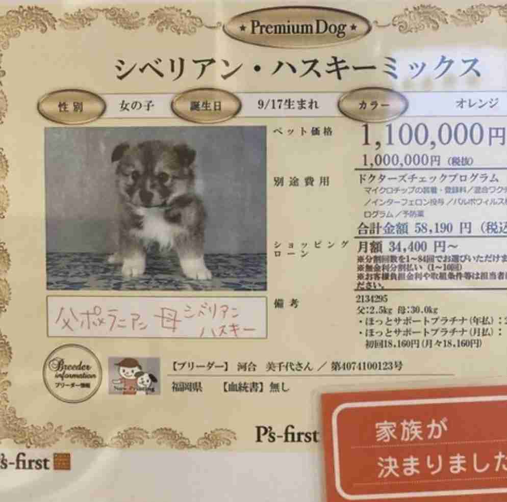 クスッと笑える画像が見たい