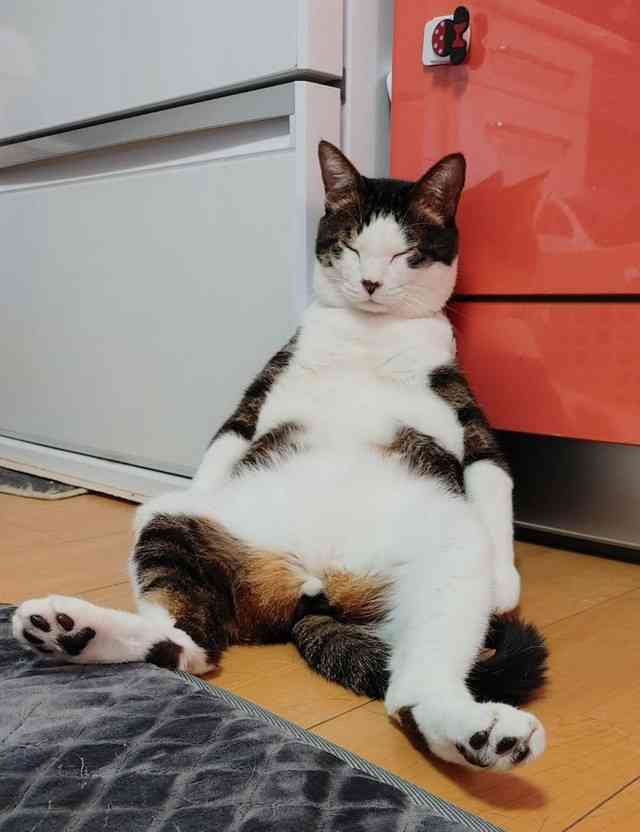 クスッと笑える画像が見たい