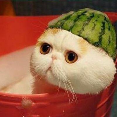 クスッと笑える画像が見たい