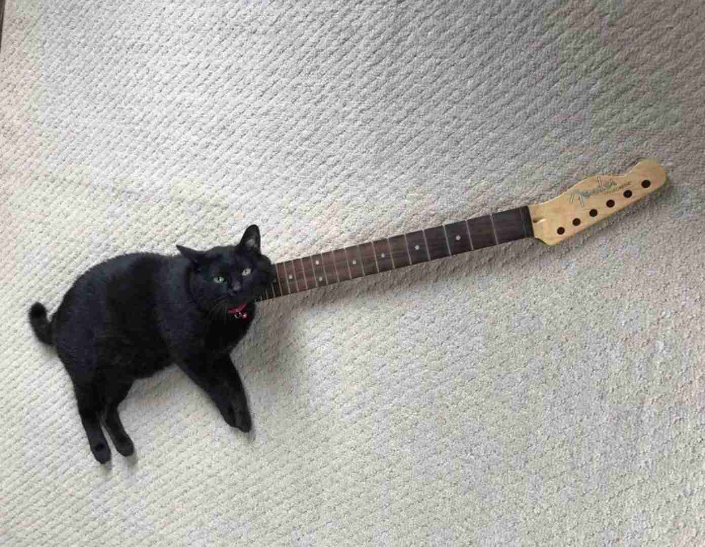 クスッと笑える画像が見たい