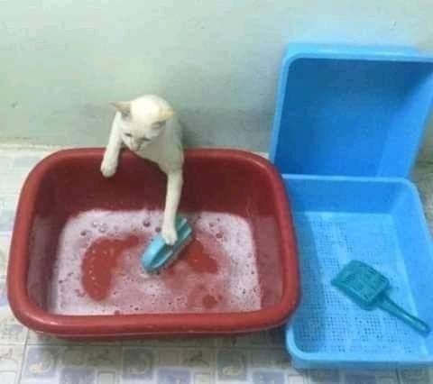 クスッと笑える画像が見たい