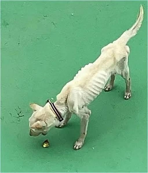「金がかかるからエサをあげなかった」 小型犬にエサや水あげない虐待行為で衰弱させる 元ブリーダーの男性(81)とその娘(40)を書類送検 埼玉県警