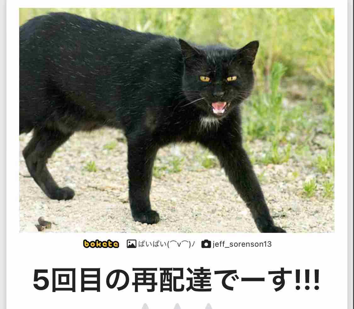 現場猫を見て癒されたい!Part6