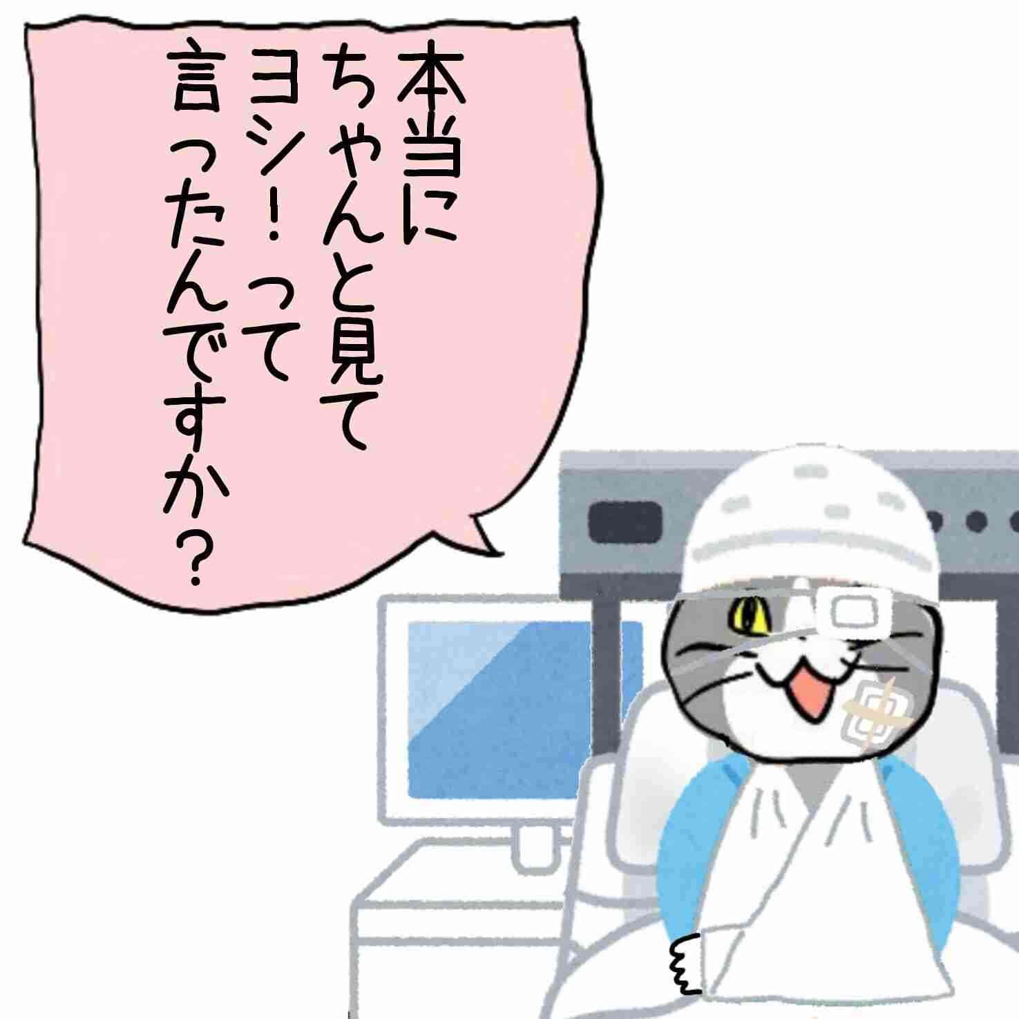 現場猫を見て癒されたい!Part6