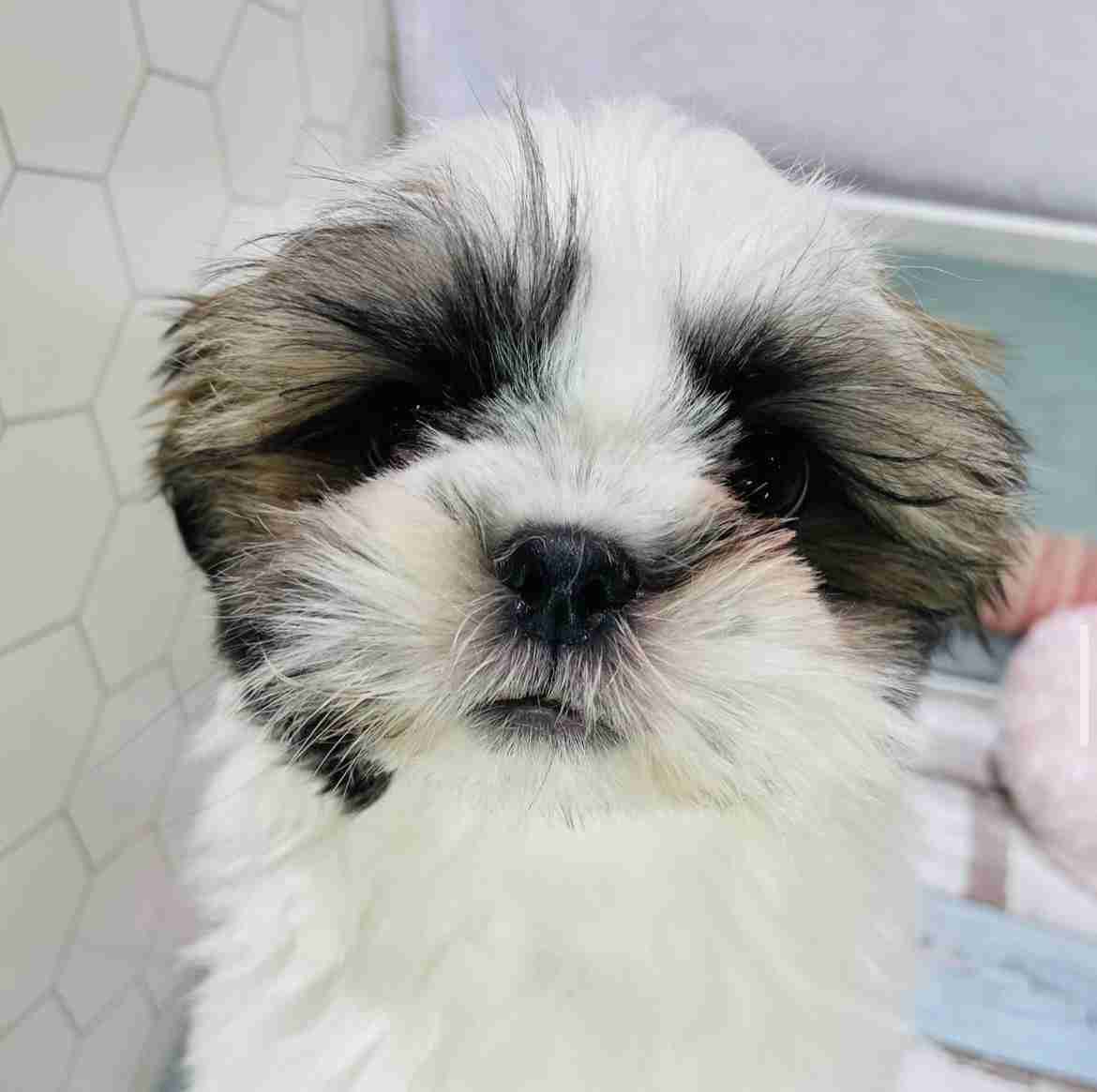 【暑いけど！】モフモフな動物さん集合！