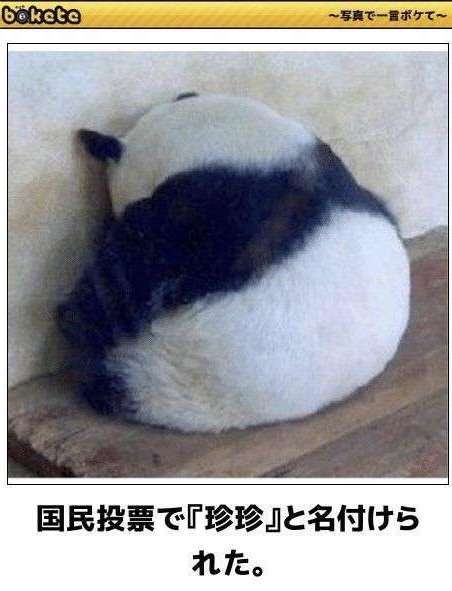 【暑いけど！】モフモフな動物さん集合！