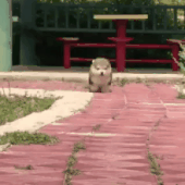 【暑いけど！】モフモフな動物さん集合！