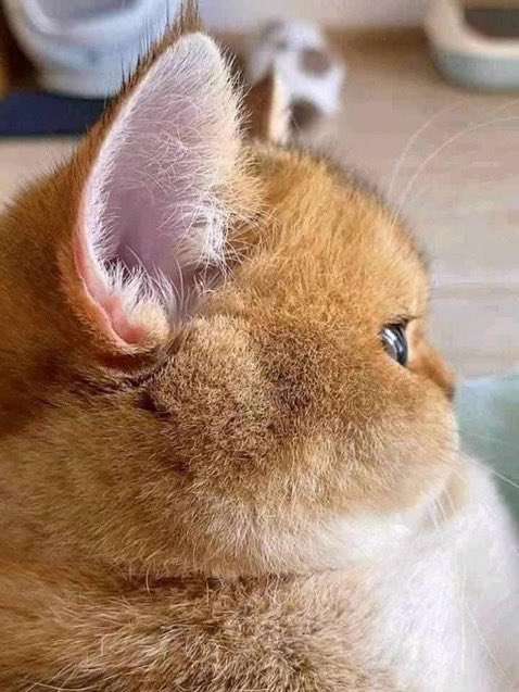 【暑いけど！】モフモフな動物さん集合！