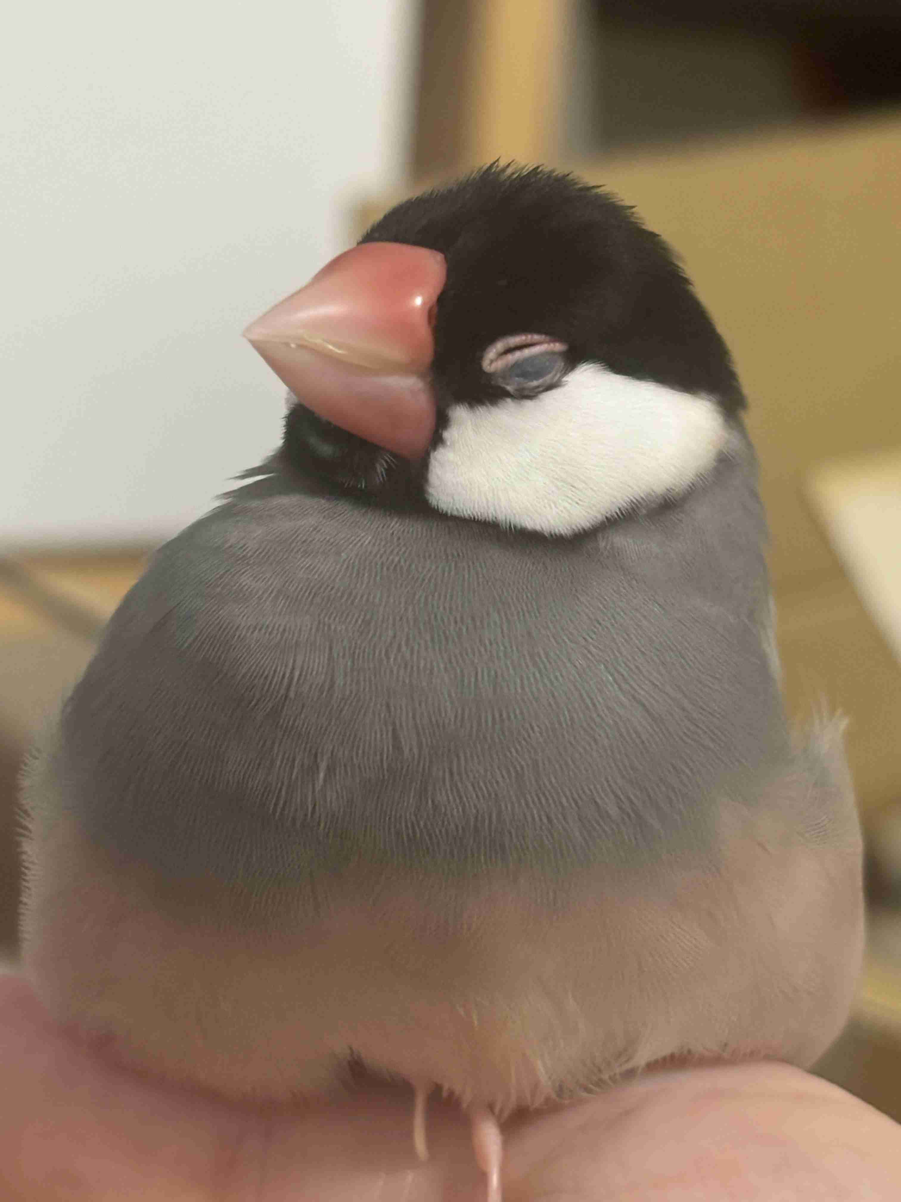 【暑いけど！】モフモフな動物さん集合！