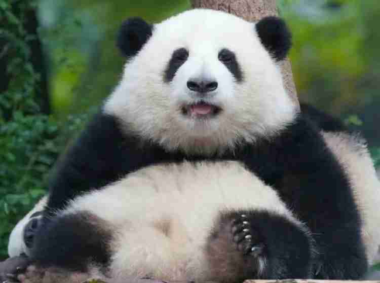 【暑いけど！】モフモフな動物さん集合！