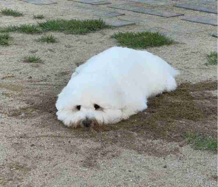 【暑いけど！】モフモフな動物さん集合！