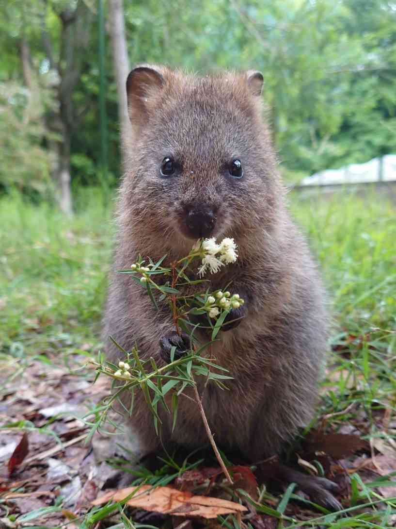 【暑いけど！】モフモフな動物さん集合！