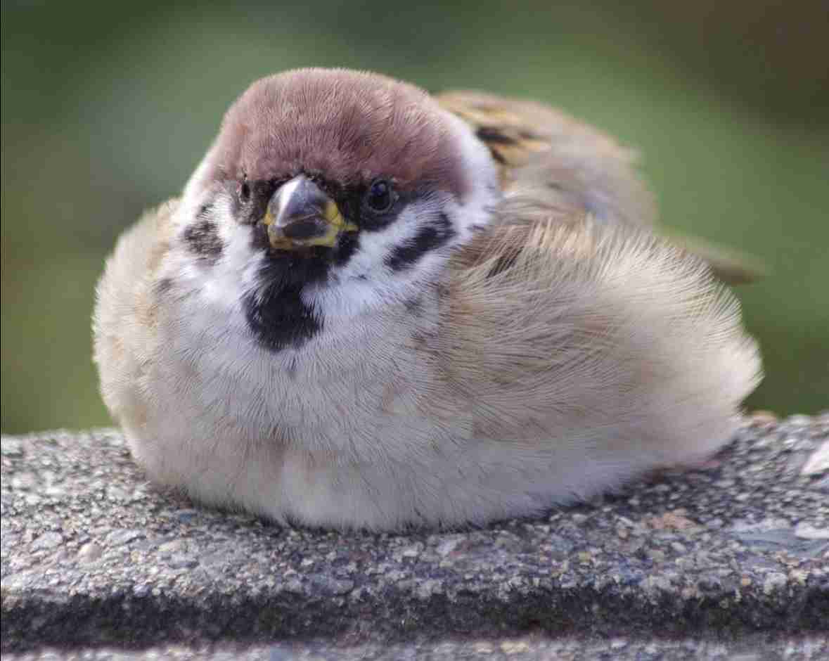 【暑いけど！】モフモフな動物さん集合！