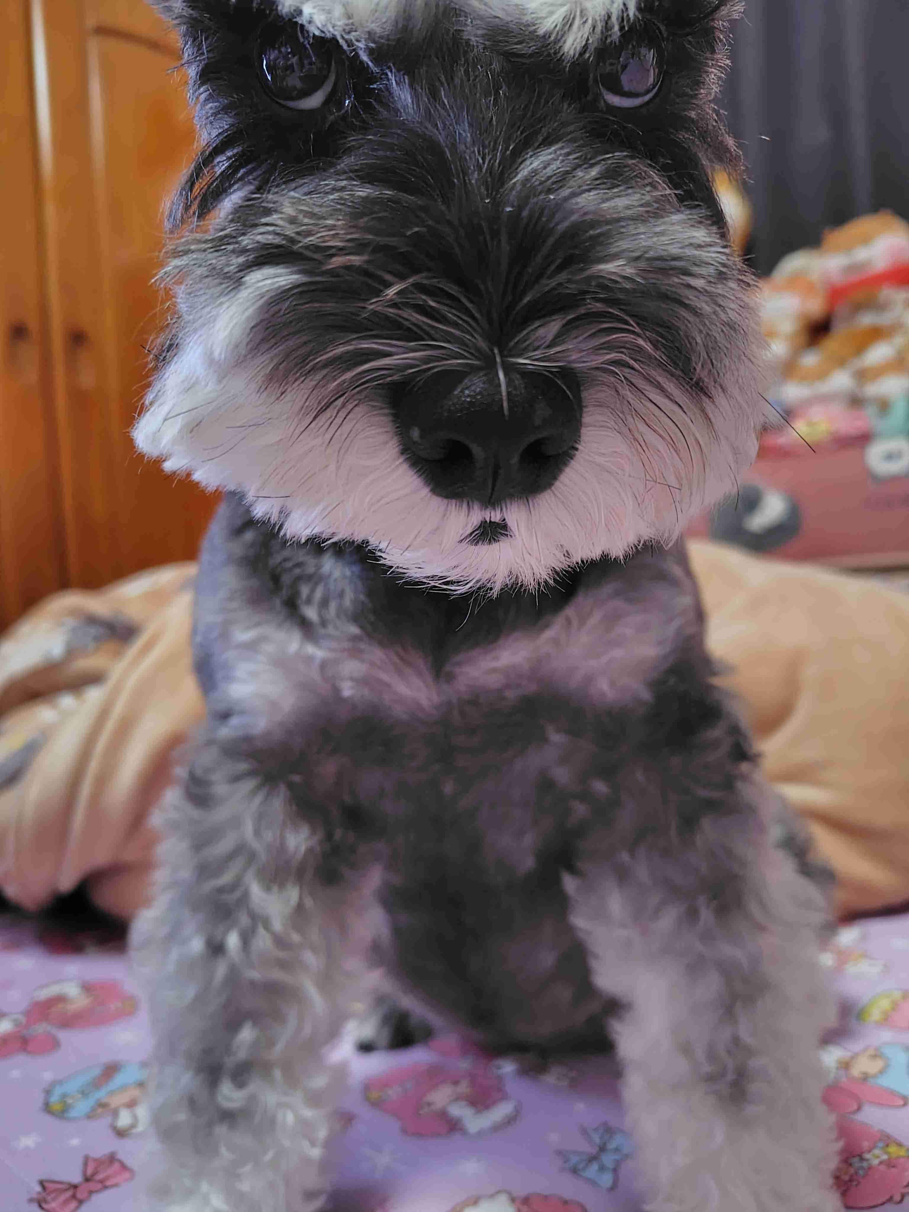 【暑いけど！】モフモフな動物さん集合！