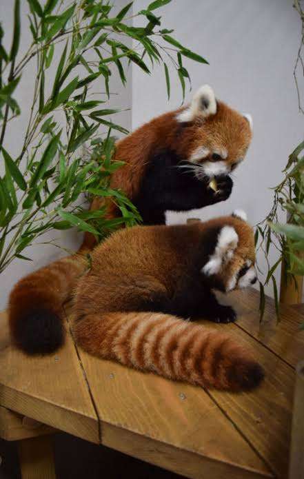 【暑いけど！】モフモフな動物さん集合！