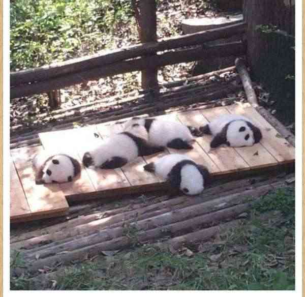 【暑いけど！】モフモフな動物さん集合！