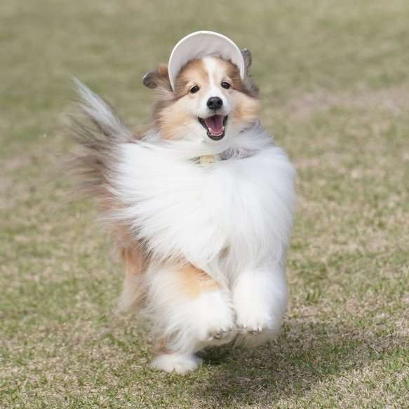 【暑いけど！】モフモフな動物さん集合！