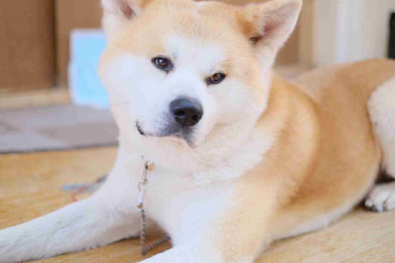 【暑いけど！】モフモフな動物さん集合！