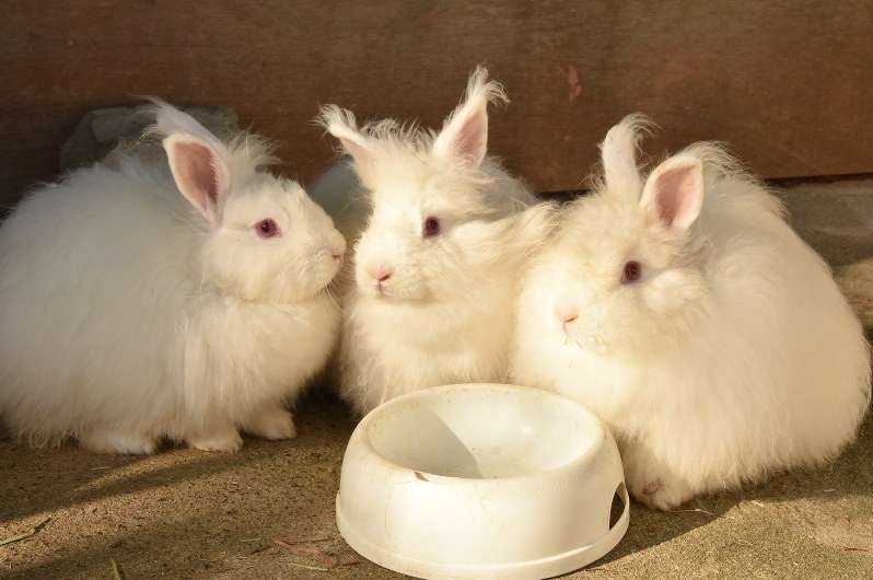 【暑いけど！】モフモフな動物さん集合！