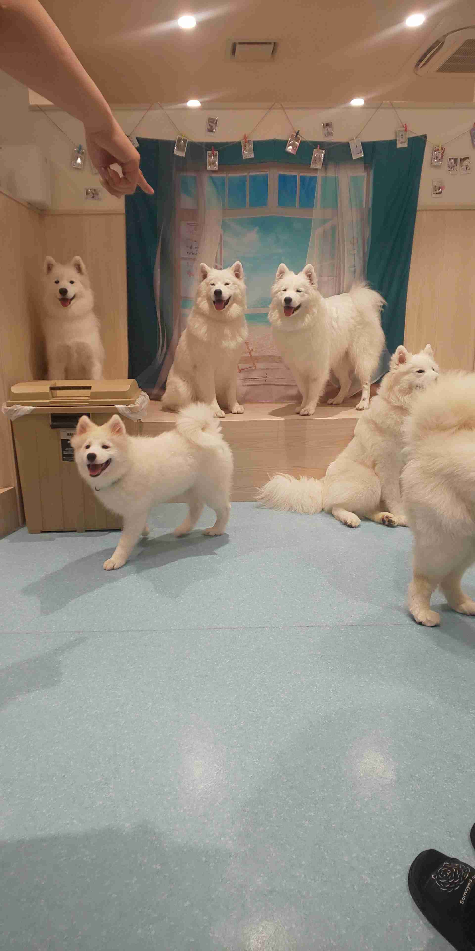 【暑いけど！】モフモフな動物さん集合！